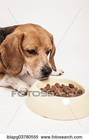 Beagle lying in front of a bowl of dry food View Large Photo Image Stock Photography - Beagle lying in front of a bowl of dry food. Fotosearch
