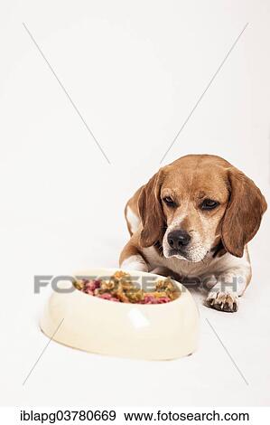 "Beagle lying in front of a bowl of raw meat and vegetables, BARF diet" View Large Photo Image Stock Photo - "Beagle lying in front of a bowl of raw meat and vegetables, BARF diet". Fotosearch