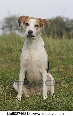Stock Image - "Beagle-mix, sitting on grass". Fotosearch