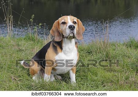Picture - Beagle sitting on grass. Fotosearch