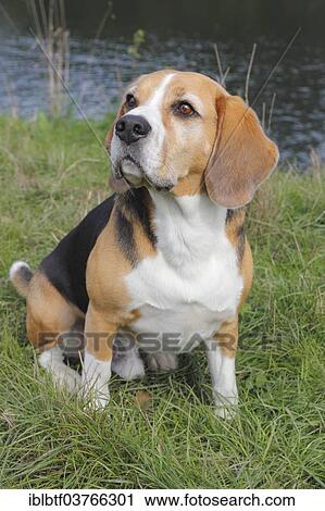 Beagle sitting on grass View Large Photo Image Stock Image - Beagle sitting on grass. Fotosearch
