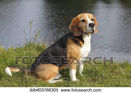 Beagle sitting on grass View Large Photo Image Stock Photography - Beagle sitting on grass. Fotosearch