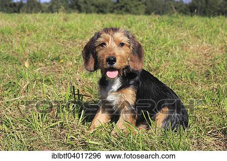 "Beagle Terrier mix, bitch, 15 weeks" View Large Photo Image Stock Photograph - "Beagle Terrier mix, bitch, 15 weeks". Fotosearch