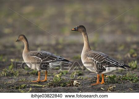 "Bean Goose (Anser fabalis), Texel, North Holland, Netherlands" View Large Photo Image Stock Image - "Bean Goose (Anser fabalis), Texel, North Holland, Netherlands". Fotosearch
