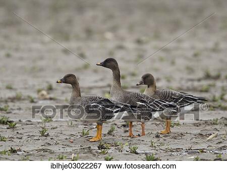 Stock Photo - "Bean Goose (Anser fabalis), Texel, The Netherlands, Europe". Fotosearch