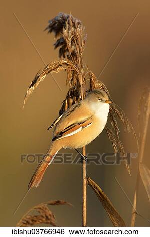 "Bearded Reedling or Bearded Tit (Panurus biarmicus) perched on a reed, Upper Swabia, Baden-Wurttemberg, Germany, Europe" View Large Photo Image Stock Photograph - "Bearded Reedling or Bearded Tit (Panurus biarmicus) perched on a reed, Upper Swabia, Baden-Wurttemberg, Germany, Europe". Fotosearch