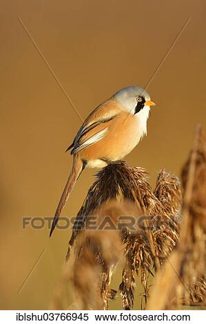 "Bearded Reedling or Bearded Tit (Panurus biarmicus) perched on a reed, Upper Swabia, Baden-Wurttemberg, Germany, Europe" View Large Photo Image Stock Photography - "Bearded Reedling or Bearded Tit (Panurus biarmicus) perched on a reed, Upper Swabia, Baden-Wurttemberg, Germany, Europe". Fotosearch