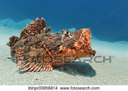 "Bearded scorpionfish (Scorpaenopsis barbata), Makadi Bay, Red Sea, Hurghada, Egypt, Africa" View Large Photo Image Picture - "Bearded scorpionfish (Scorpaenopsis barbata), Makadi Bay, Red Sea, Hurghada, Egypt, Africa". Fotosearch