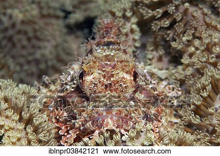 "Bearded scorpionfish (Scorpaenopsis barbata) hidden amongst leathery corals (Alcyoniidae), Dimaniyat Islands nature reserve, Al Batinah region, Oman, Asia" View Large Photo Image Stock Image - "Bearded scorpionfish (Scorpaenopsis barbata) hidden amongst leathery corals (Alcyoniidae), Dimaniyat Islands nature reserve, Al Batinah region, Oman, Asia". Fotosearch