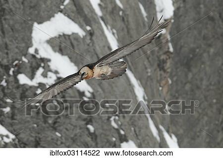 Stock Image - "Bearded Vulture, also Lammergeier or Lammergeyer (Gypaetus barbatus) in flight past a rock face, Wallis, Switzerland, Europe". Fotosearch