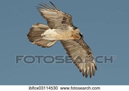 Stock Image - "Bearded Vulture, also Lammergeier or Lammergeyer (Gypaetus barbatus) in flight, Wallis, Switzerland, Europe". Fotosearch