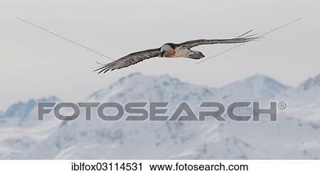 Stock Image - "Bearded Vulture, also Lammergeier or Lammergeyer (Gypaetus barbatus) in flight over a mountain range, Wallis, Switzerland, Europe". Fotosearch