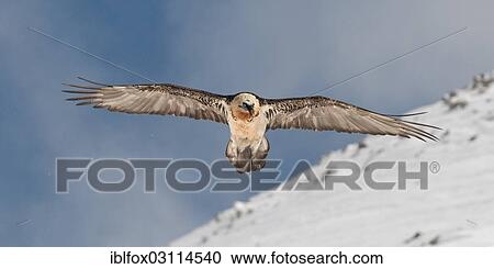 Stock Image - "Bearded Vulture, also Lammergeier or Lammergeyer (Gypaetus barbatus) in flight over a snow-covered mountainside, Wallis, Switzerland, Europe". Fotosearch