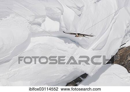 Stock Image - "Bearded Vulture, also Lammergeier or Lammergeyer (Gypaetus barbatus) in flight over a snow-covered mountainside, Wallis, Switzerland, Europe". Fotosearch