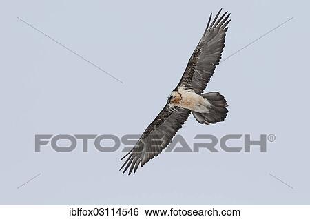 "Bearded Vulture, also Lammergeier or Lammergeyer (Gypaetus barbatus), in flight, Wallis, Switzerland, Europe" View Large Photo Image Stock Photograph - "Bearded Vulture, also Lammergeier or Lammergeyer (Gypaetus barbatus), in flight, Wallis, Switzerland, Europe". Fotosearch