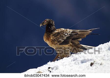 "Bearded Vulture (Gypaetus barbatus), immature birds, Pyrenees, Aragon, Spain, Europe" View Large Photo Image Picture - "Bearded Vulture (Gypaetus barbatus), immature birds, Pyrenees, Aragon, Spain, Europe". Fotosearch
