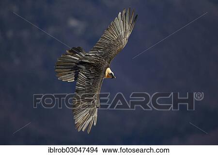 "Bearded Vulture (Gypaetus barbatus) adult bird in flight, Pyrenees, Aragon, Spain, Europe" View Large Photo Image Picture - "Bearded Vulture (Gypaetus barbatus) adult bird in flight, Pyrenees, Aragon, Spain, Europe". Fotosearch