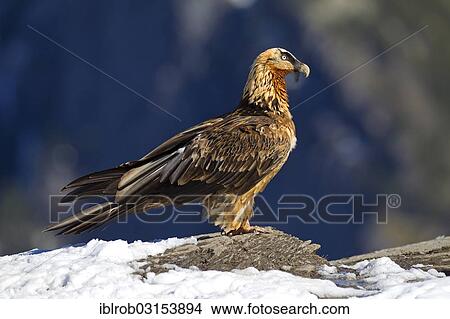 "Bearded Vulture (Gypaetus barbatus), subadult bird, Pyrenees, Aragon, Spain, Europe" View Large Photo Image Picture - "Bearded Vulture (Gypaetus barbatus), subadult bird, Pyrenees, Aragon, Spain, Europe". Fotosearch