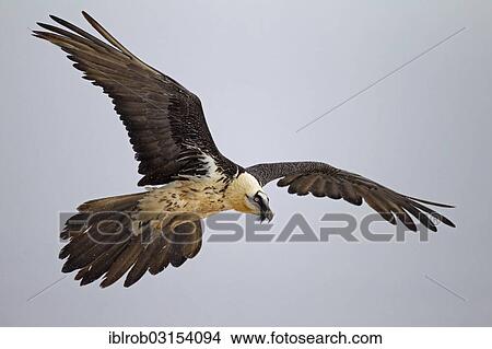 "Bearded Vulture (Gypaetus barbatus), subadult bird in flight, Pyrenees, Aragon, Spain, Europe" View Large Photo Image Picture - "Bearded Vulture (Gypaetus barbatus), subadult bird in flight, Pyrenees, Aragon, Spain, Europe". Fotosearch