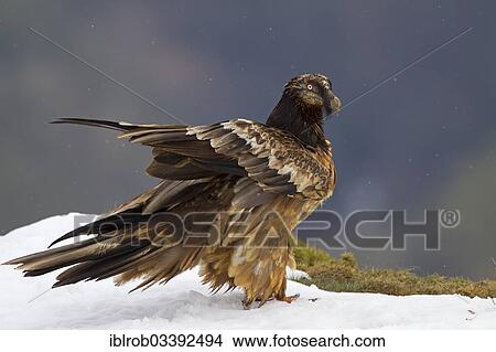 "Bearded Vulture (Gypaetus barbatus), immature bird, Pyrenees, Aragon, Spain, Europe" View Large Photo Image Picture - "Bearded Vulture (Gypaetus barbatus), immature bird, Pyrenees, Aragon, Spain, Europe". Fotosearch