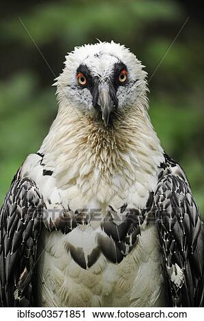 "Bearded Vulture (Gypaetus barbatus), portrait, captive, Bavaria, Germany, Europe" View Large Photo Image Stock Image - "Bearded Vulture (Gypaetus barbatus), portrait, captive, Bavaria, Germany, Europe". Fotosearch