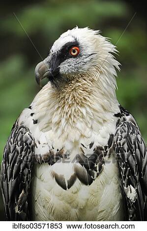 "Bearded Vulture (Gypaetus barbatus), portrait, captive, Bavaria, Germany, Europe" View Large Photo Image Stock Image - "Bearded Vulture (Gypaetus barbatus), portrait, captive, Bavaria, Germany, Europe". Fotosearch