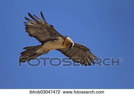 "Bearded Vulture (Gypaetus barbatus) adult bird in flight, Pyrenees, Aragon, Spain, Europe" View Large Photo Image Stock Image - "Bearded Vulture (Gypaetus barbatus) adult bird in flight, Pyrenees, Aragon, Spain, Europe". Fotosearch