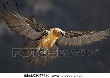 "Bearded Vulture (Gypaetus barbatus) adult bird in flight, Pyrenees, Aragon, Spain, Europe" View Large Photo Image Stock Image - "Bearded Vulture (Gypaetus barbatus) adult bird in flight, Pyrenees, Aragon, Spain, Europe". Fotosearch
