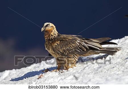 "Bearded Vulture (Gypaetus barbatus), subadult bird, Pyrenees, Aragon, Spain, Europe" View Large Photo Image Stock Image - "Bearded Vulture (Gypaetus barbatus), subadult bird, Pyrenees, Aragon, Spain, Europe". Fotosearch