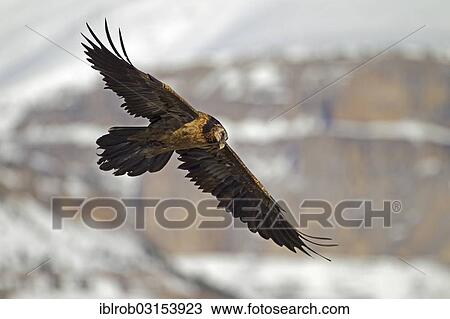 "Bearded Vulture (Gypaetus barbatus), subadult bird in flight, Pyrenees, Aragon, Spain, Europe" View Large Photo Image Stock Image - "Bearded Vulture (Gypaetus barbatus), subadult bird in flight, Pyrenees, Aragon, Spain, Europe". Fotosearch