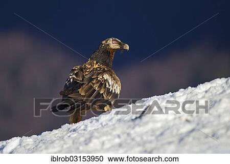 "Bearded Vulture (Gypaetus barbatus), subadult bird, Pyrenees, Aragon, Spain, Europe" View Large Photo Image Stock Image - "Bearded Vulture (Gypaetus barbatus), subadult bird, Pyrenees, Aragon, Spain, Europe". Fotosearch