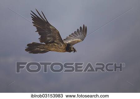 "Bearded Vulture (Gypaetus barbatus), immature bird in flight, Pyrenees, Aragon, Spain, Europe" View Large Photo Image Stock Image - "Bearded Vulture (Gypaetus barbatus), immature bird in flight, Pyrenees, Aragon, Spain, Europe". Fotosearch