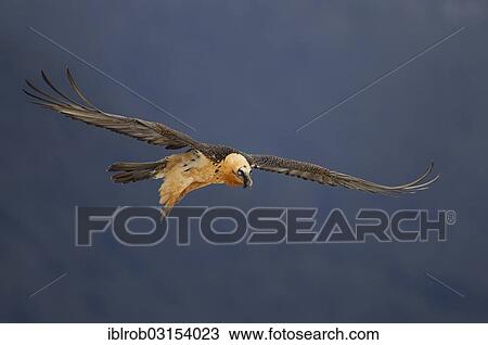 "Bearded Vulture (Gypaetus barbatus) adult bird in flight, Pyrenees, Aragon, Spain, Europe" View Large Photo Image Stock Image - "Bearded Vulture (Gypaetus barbatus) adult bird in flight, Pyrenees, Aragon, Spain, Europe". Fotosearch