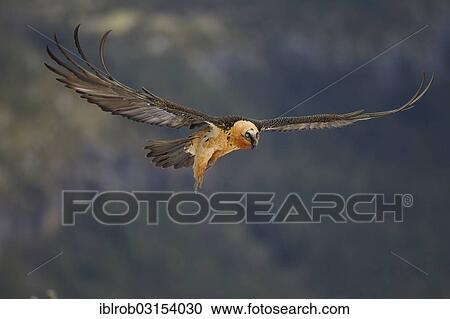 Stock Image - "Bearded Vulture (Gypaetus barbatus) adult bird in flight, Pyrenees, Aragon, Spain, Europe". Fotosearch