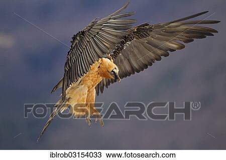 "Bearded Vulture (Gypaetus barbatus) adult bird in flight, Pyrenees, Aragon, Spain, Europe" View Large Photo Image Stock Image - "Bearded Vulture (Gypaetus barbatus) adult bird in flight, Pyrenees, Aragon, Spain, Europe". Fotosearch