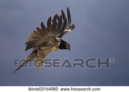 "Bearded Vulture (Gypaetus barbatus), immature bird in flight, Pyrenees, Aragon, Spain, Europe" View Large Photo Image Stock Image - "Bearded Vulture (Gypaetus barbatus), immature bird in flight, Pyrenees, Aragon, Spain, Europe". Fotosearch