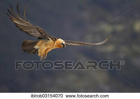 "Bearded Vulture (Gypaetus barbatus) adult bird in flight, Pyrenees, Aragon, Spain, Europe" View Large Photo Image Stock Image - "Bearded Vulture (Gypaetus barbatus) adult bird in flight, Pyrenees, Aragon, Spain, Europe". Fotosearch