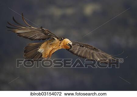 "Bearded Vulture (Gypaetus barbatus) adult bird in flight, Pyrenees, Aragon, Spain, Europe" View Large Photo Image Stock Image - "Bearded Vulture (Gypaetus barbatus) adult bird in flight, Pyrenees, Aragon, Spain, Europe". Fotosearch