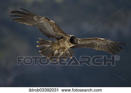 "Bearded Vulture (Gypaetus barbatus), immature bird in flight, Pyrenees, Aragon, Spain, Europe" View Large Photo Image Stock Image - "Bearded Vulture (Gypaetus barbatus), immature bird in flight, Pyrenees, Aragon, Spain, Europe". Fotosearch