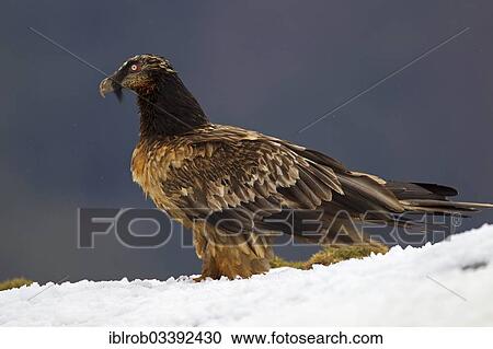 "Bearded Vulture (Gypaetus barbatus), immature bird, Pyrenees, Aragon, Spain, Europe" View Large Photo Image Stock Image - "Bearded Vulture (Gypaetus barbatus), immature bird, Pyrenees, Aragon, Spain, Europe". Fotosearch