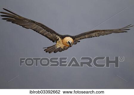 "Bearded Vulture (Gypaetus barbatus) adult bird in flight, Pyrenees, Aragon, Spain, Europe" View Large Photo Image Stock Image - "Bearded Vulture (Gypaetus barbatus) adult bird in flight, Pyrenees, Aragon, Spain, Europe". Fotosearch