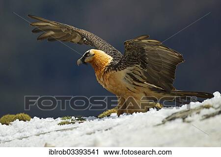 "Bearded Vulture (Gypaetus barbatus), adult, Pyrenees, Aragon, Spain, Europe" View Large Photo Image Stock Image - "Bearded Vulture (Gypaetus barbatus), adult, Pyrenees, Aragon, Spain, Europe". Fotosearch