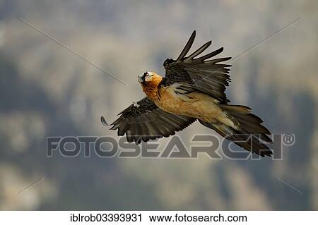 "Bearded Vulture (Gypaetus barbatus), adult in flight, Pyrenees, Aragon, Spain, Europe" View Large Photo Image Stock Image - "Bearded Vulture (Gypaetus barbatus), adult in flight, Pyrenees, Aragon, Spain, Europe". Fotosearch