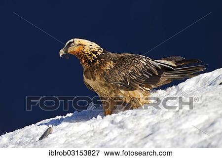 "Bearded Vulture (Gypaetus barbatus), subadult bird, Pyrenees, Aragon, Spain, Europe" View Large Photo Image Stock Photo - "Bearded Vulture (Gypaetus barbatus), subadult bird, Pyrenees, Aragon, Spain, Europe". Fotosearch