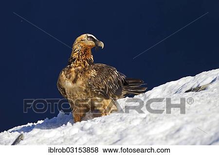 "Bearded Vulture (Gypaetus barbatus), subadult bird, Pyrenees, Aragon, Spain, Europe" View Large Photo Image Stock Photo - "Bearded Vulture (Gypaetus barbatus), subadult bird, Pyrenees, Aragon, Spain, Europe". Fotosearch