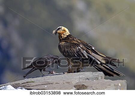 "Bearded Vulture (Gypaetus barbatus), subadult bird, Pyrenees, Aragon, Spain, Europe" View Large Photo Image Stock Photo - "Bearded Vulture (Gypaetus barbatus), subadult bird, Pyrenees, Aragon, Spain, Europe". Fotosearch
