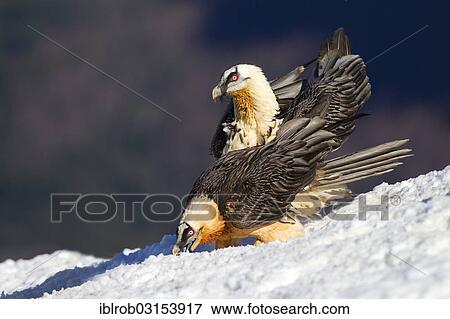 "Bearded Vulture (Gypaetus barbatus), two adult birds, Pyrenees, Aragon, Spain, Europe" View Large Photo Image Stock Photo - "Bearded Vulture (Gypaetus barbatus), two adult birds, Pyrenees, Aragon, Spain, Europe". Fotosearch