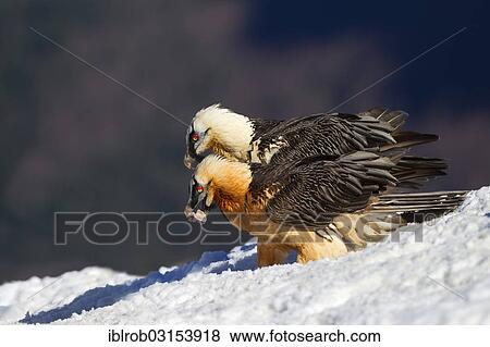 "Bearded Vulture (Gypaetus barbatus), two adult birds, Pyrenees, Aragon, Spain, Europe" View Large Photo Image Stock Photo - "Bearded Vulture (Gypaetus barbatus), two adult birds, Pyrenees, Aragon, Spain, Europe". Fotosearch