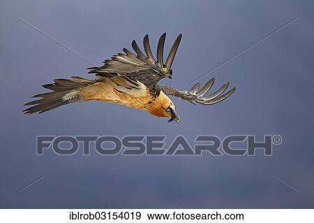 "Bearded Vulture (Gypaetus barbatus) adult bird in flight, Pyrenees, Aragon, Spain, Europe" View Large Photo Image Stock Photo - "Bearded Vulture (Gypaetus barbatus) adult bird in flight, Pyrenees, Aragon, Spain, Europe". Fotosearch