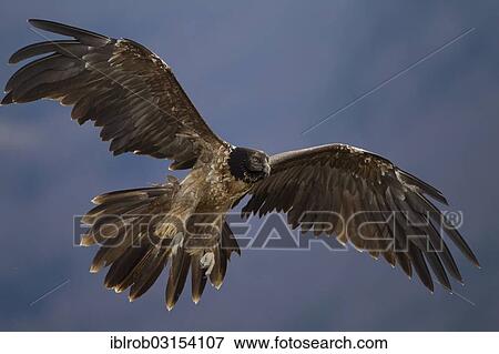 "Bearded Vulture (Gypaetus barbatus), immature bird in flight, Pyrenees, Aragon, Spain, Europe" View Large Photo Image Stock Photo - "Bearded Vulture (Gypaetus barbatus), immature bird in flight, Pyrenees, Aragon, Spain, Europe". Fotosearch